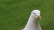 LaYX.gif