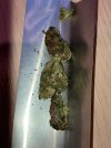 IMG_0305.jpeg